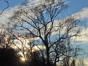 37 Maestosa betulla controluce sul sent. 531